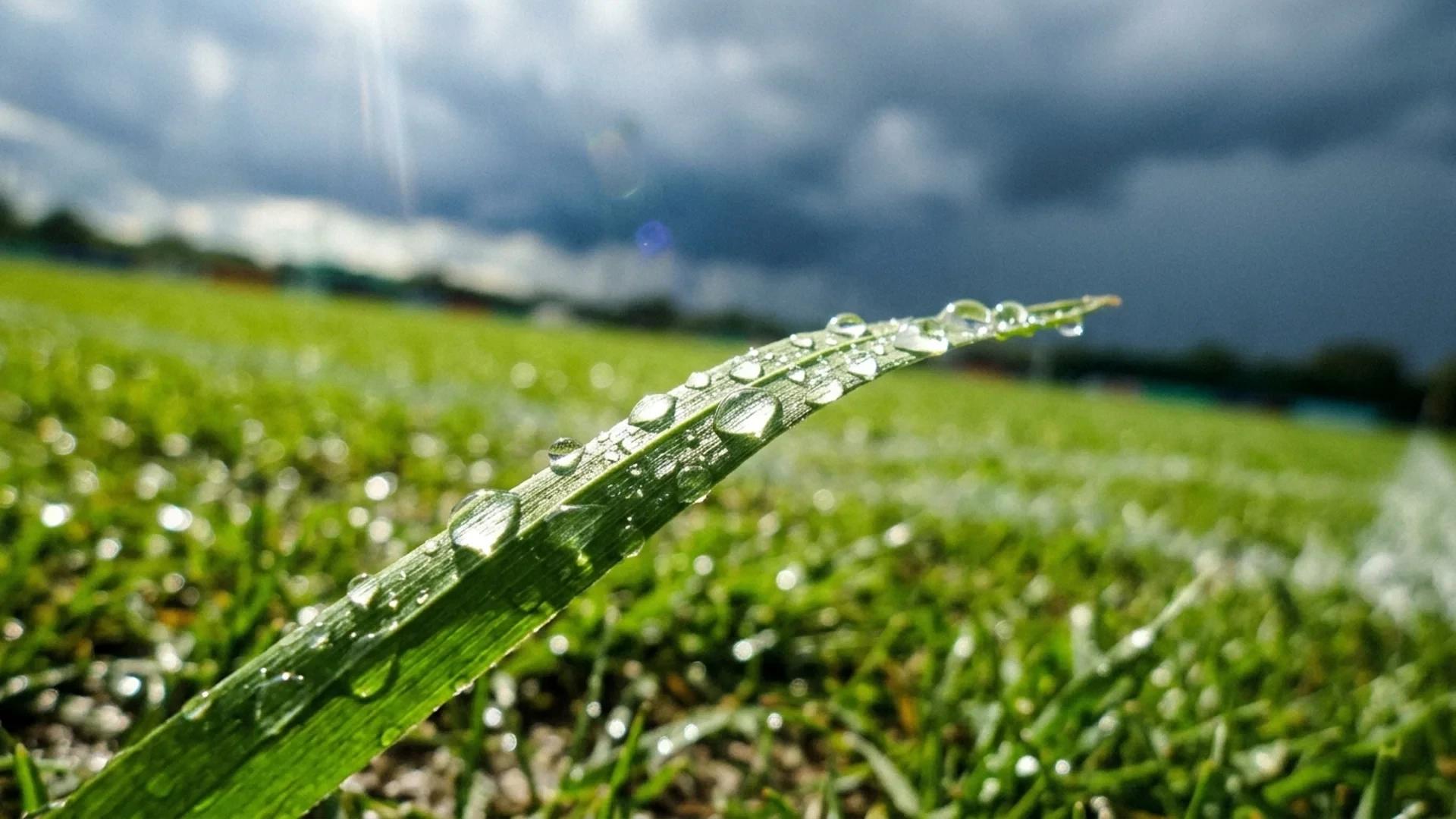 Close-up of a blade of grass glistening with raindrops under a harsh midday sun.